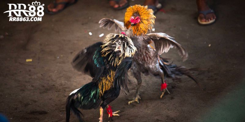 Thông tin tổng quan về sảnh đá gà RR88