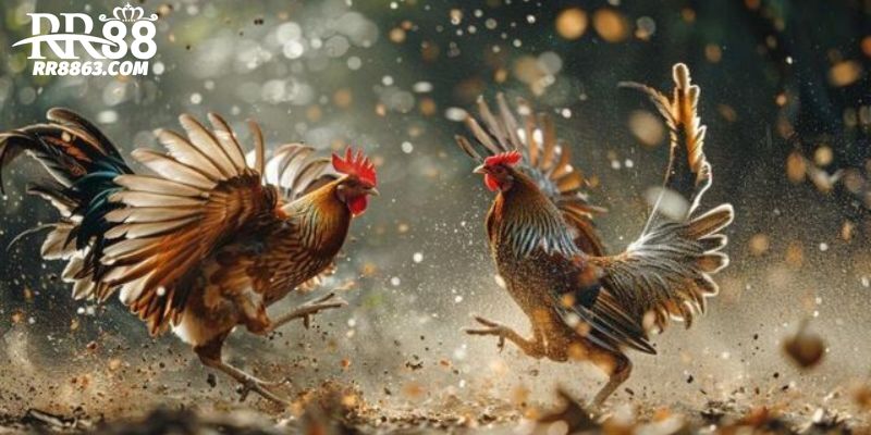 Các đặc điểm thu hút người chơi tham gia đá gà